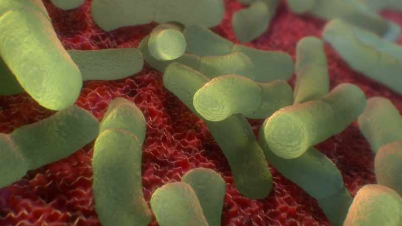 To us, inflammation might seem like a bad thing