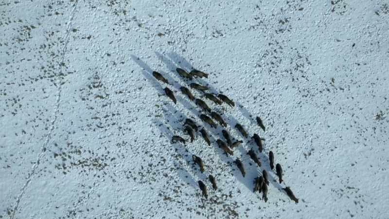 Today, around 1,000 bison roam here