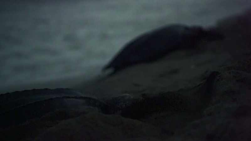 Today they come ashore to nest in many places