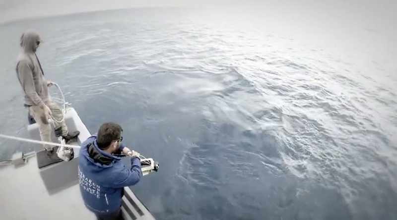 Today his goal is to tag a great white
