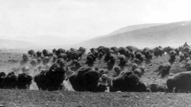 Today we have 60 million cattle