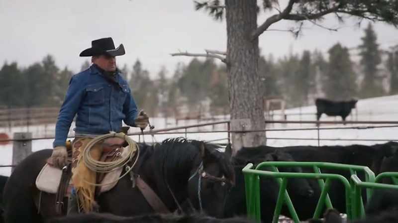 TODAY I'M SORTING SOME YOUNG CATTLE OFF FROM SOME OLD CATTLE