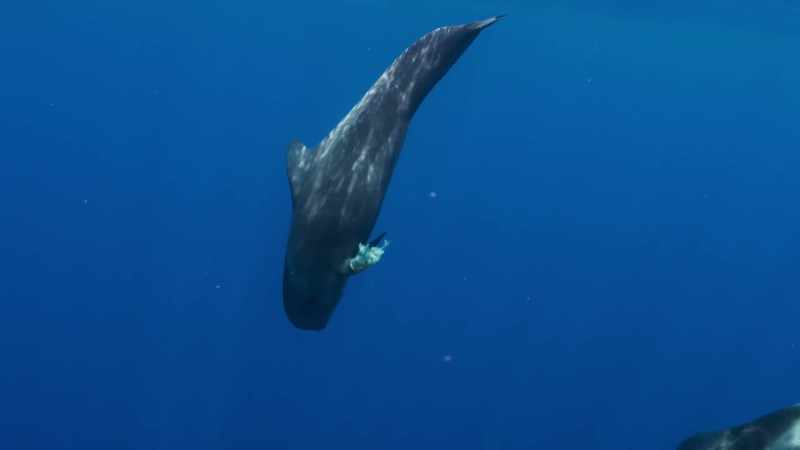 Today, in the Atlantic waters off Europe, as elsewhere