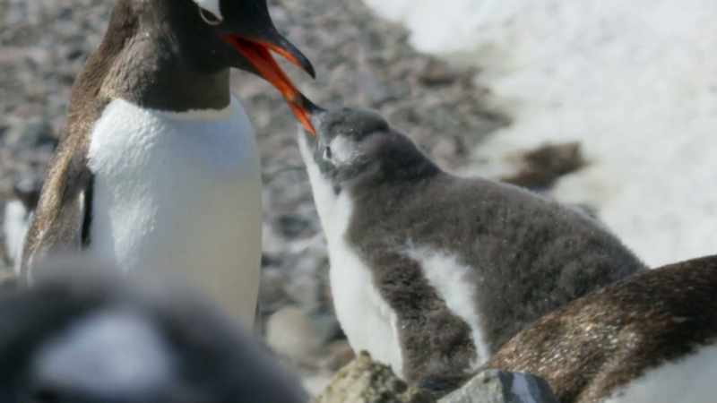 Today, it's been a good hunt for krill