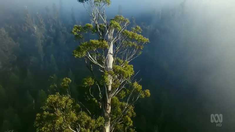Today they reach almost 100 metres into the sky