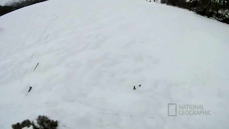 Today we saw a wolf, tomorrow maybe we'll