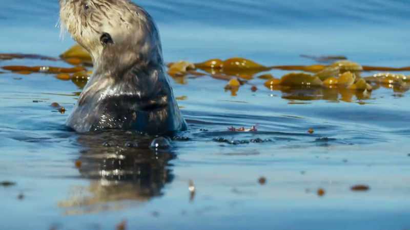 Today, sea otters are protected