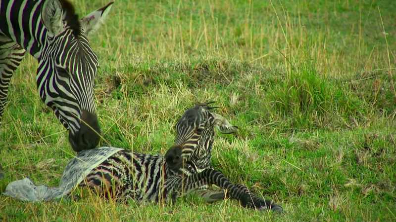 Today, Shani has given birth to the stallion's foal