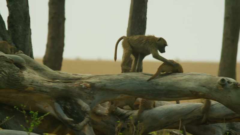 Today, the mongoose are in a mischievous mood