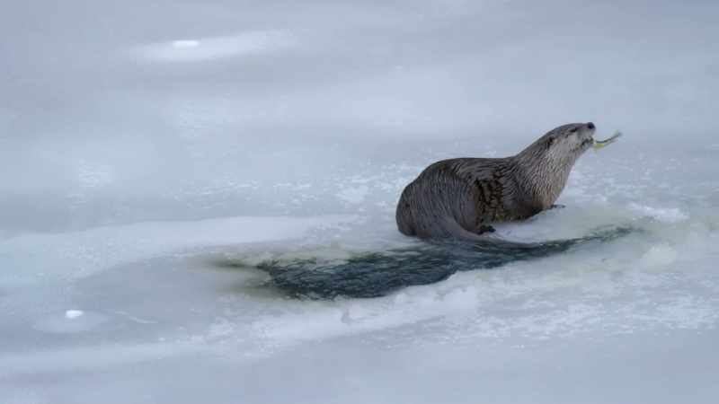 Today, the otters in Yellowstone
