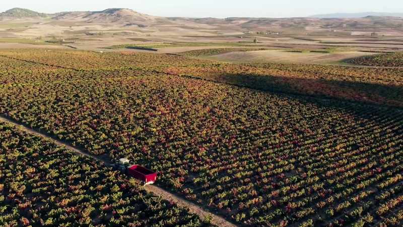 Today, the pickers will gather grapes
