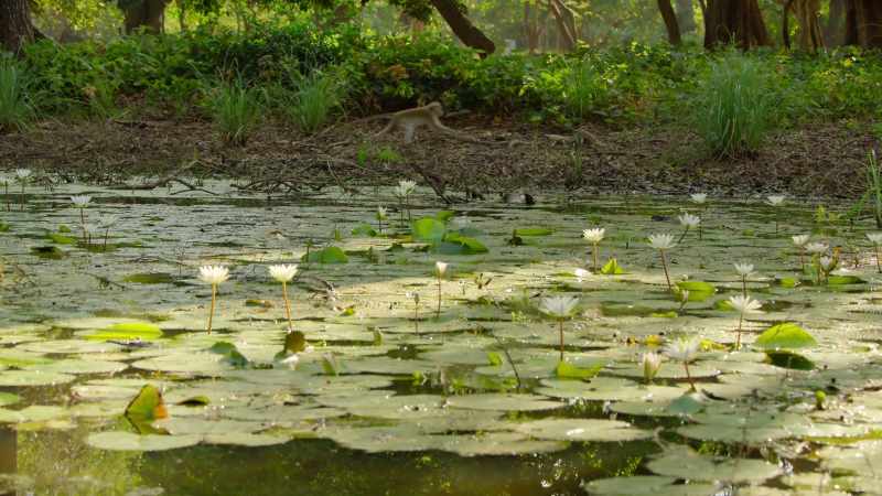 Today, the troop has come to the lily pond