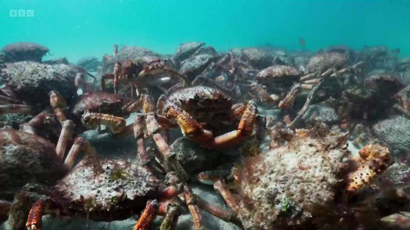 Together, they journey for miles across the seabed