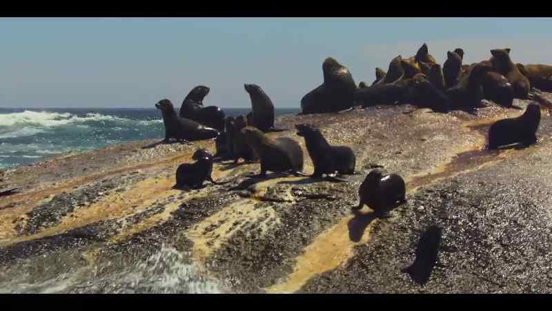Together, they'll send this elephant seal packing too