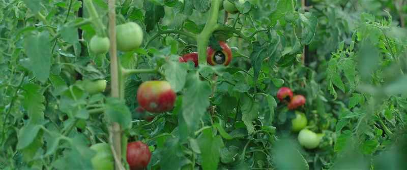 Tomatoes are weak to rain