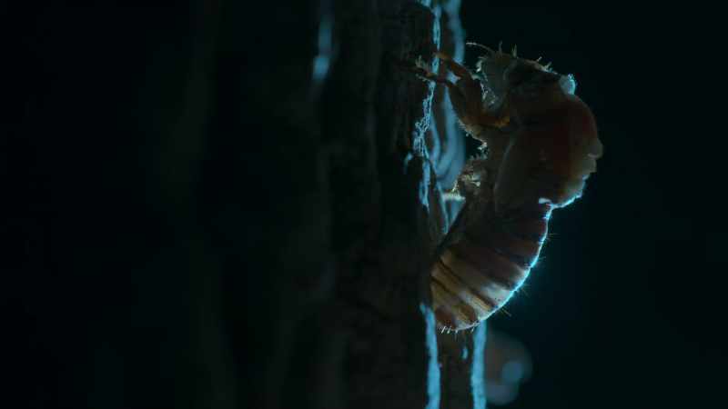 Tomorrow, they'll mate, and then they'll die