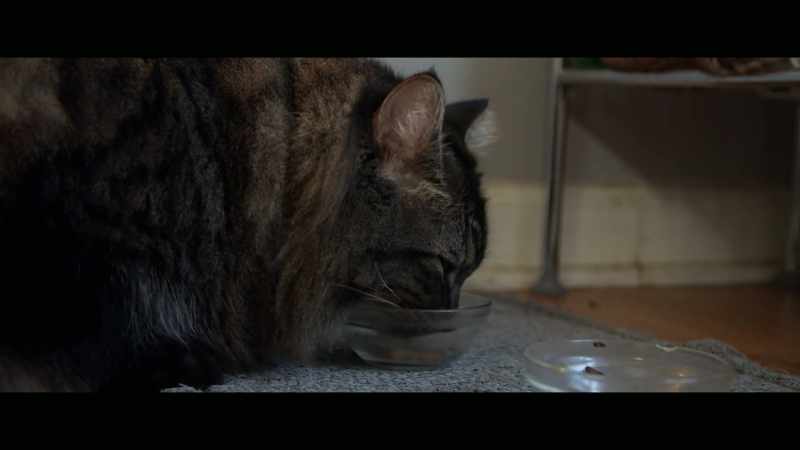 Toodles changed everything that I thought about cats
