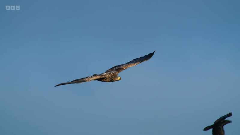 Top predators like eagles play a key role