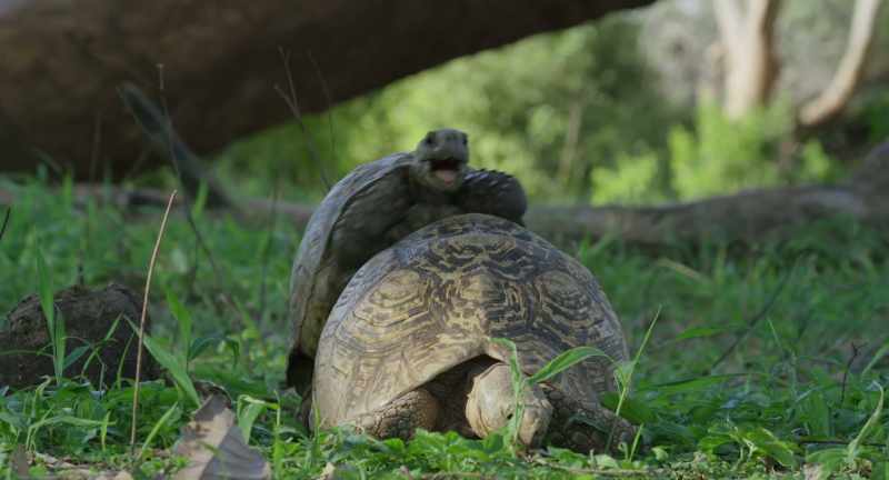 Tortoise's courtship has been slow and steady