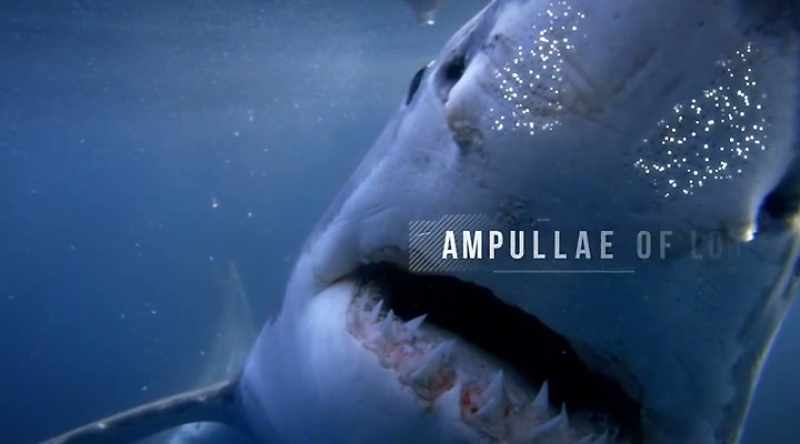 TOWNER: They use their Ampullae of Lorenzini