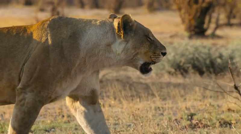 Tracking the same herds