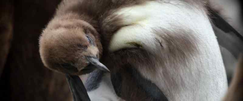 Trading in his childish, fluffy feathers…