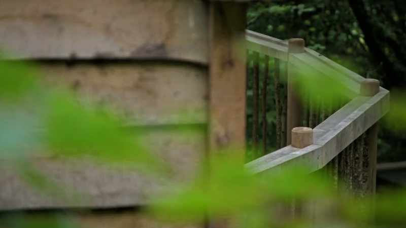 Traditional coppiced hazel