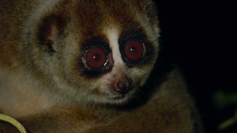 Traffickers in the illegal pet trade