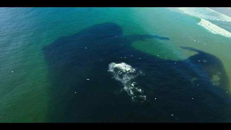 Transforming what was a marine desert