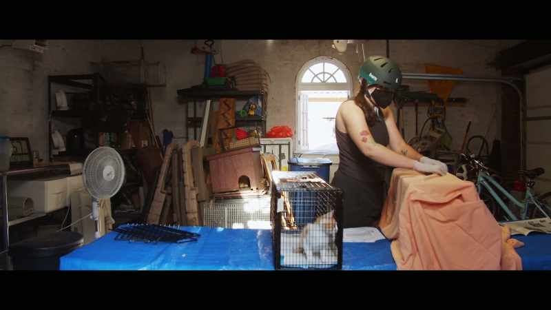 Trap-Neuter-Return, or TNR