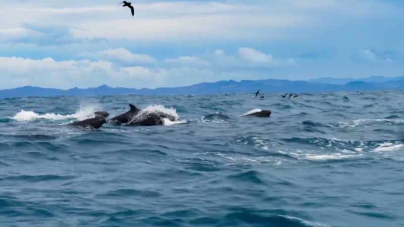 Travelling at ten knots, the killers quickly close in on them