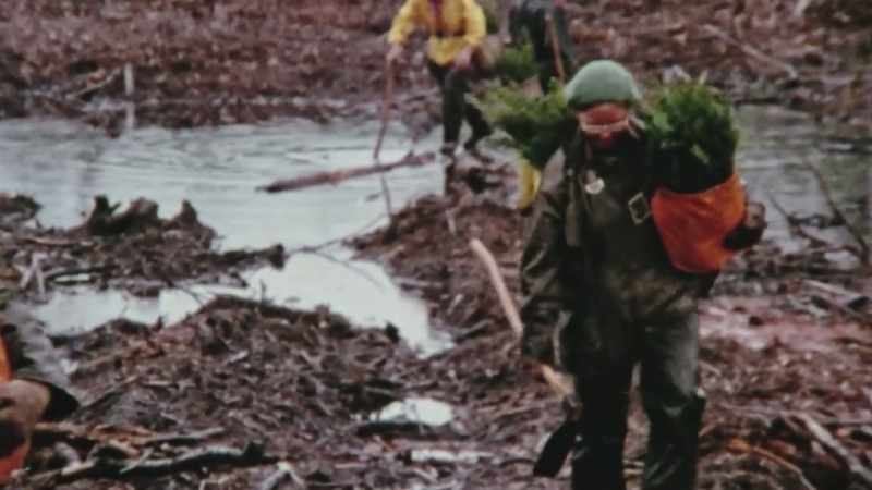 Tree planting is a positive-feeling act