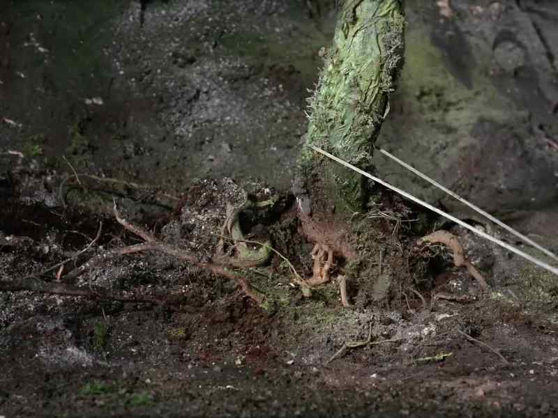 (tree snapping)