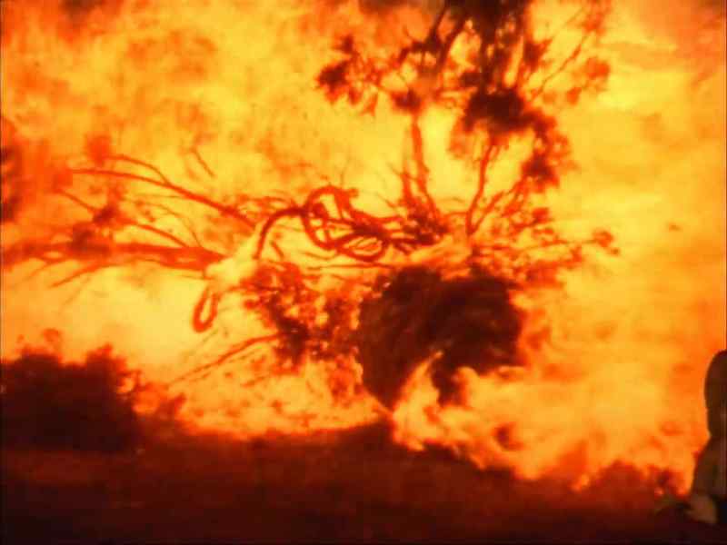(tree thuds)
