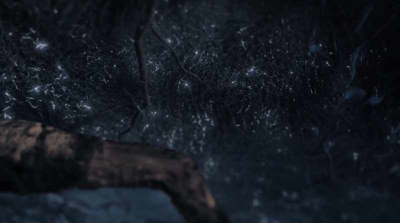 Trees are communicating, using the mycelium as pathways