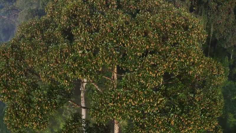 trees that create the tropical world's