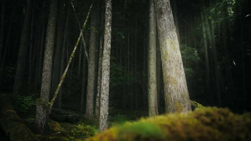 Trees lead a secret social life