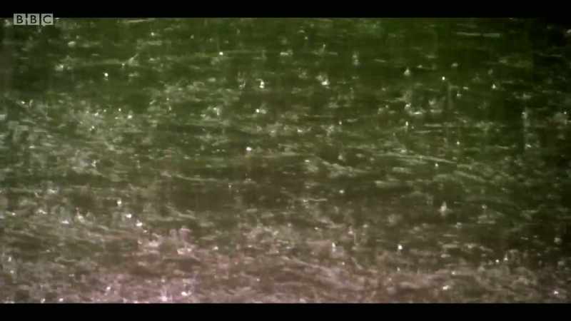 Trees regulate water flow across landscapes