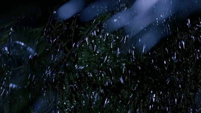( trees rustling ) - ( bird squawks )