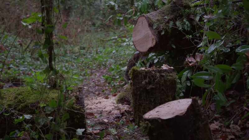 (trees rustling)