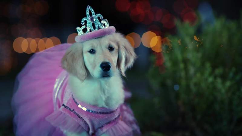 Trick or treat smell my paws