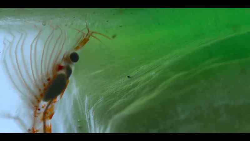 Trillions of these tiny, shrimp-like crustaceans feed on the algae