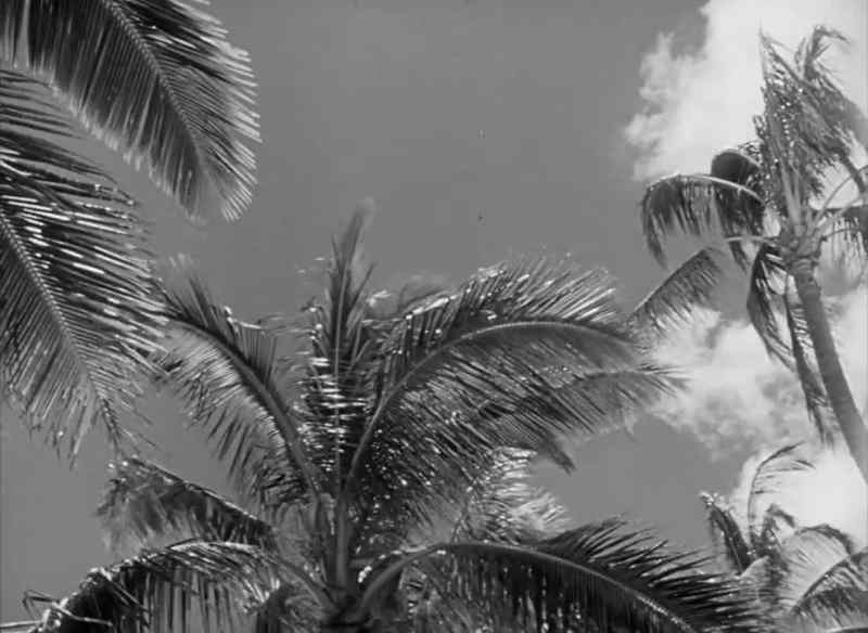 [Tropical music plays]