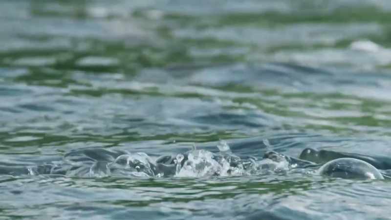Trout rise to the surface