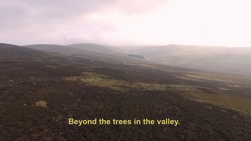 TSOUKALOS: So not in the trees