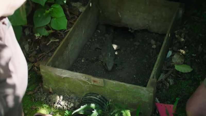 Tuatara have been here over 200 million years