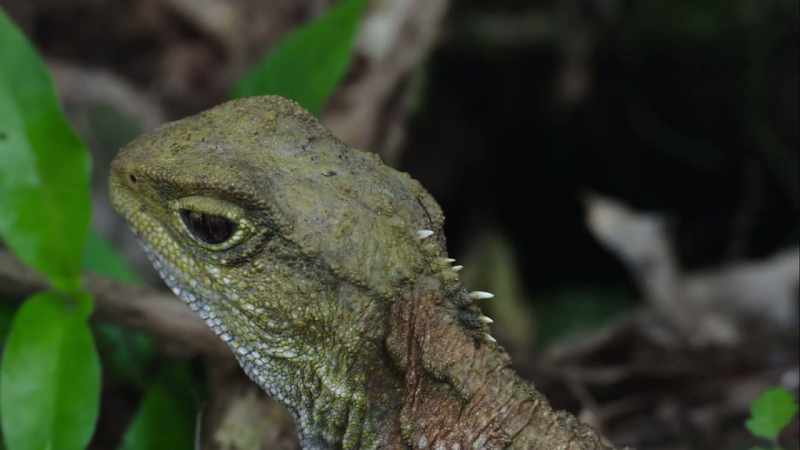 Tuatara have no openings for their ears