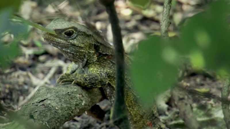 Tuatara were once plentiful throughout New Zealand