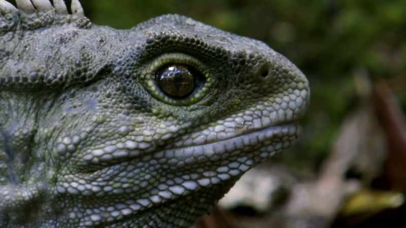 Tuatara and saltwater crocodiles