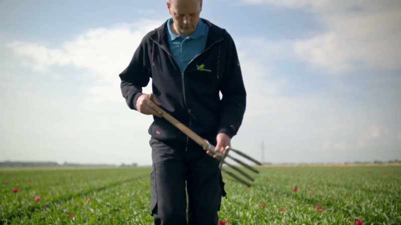 Tulip bulbs can survive for a few months before planting